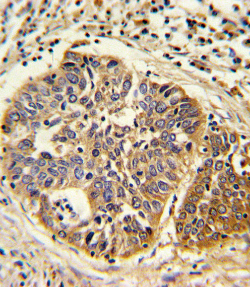 HMGCS1 Antibody in Immunohistochemistry (Paraffin) (IHC (P))