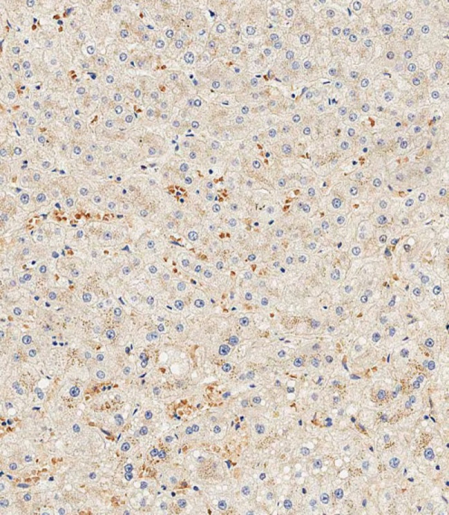 Hemopexin Antibody in Immunohistochemistry (Paraffin) (IHC (P))