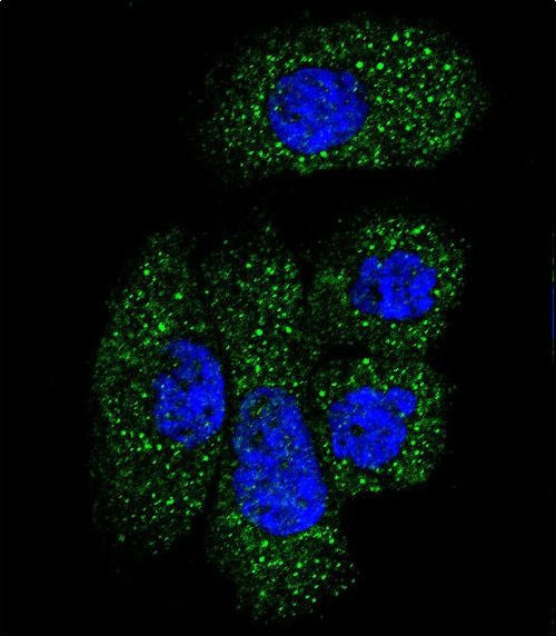 C1 inhibitor Antibody in Immunocytochemistry (ICC/IF)