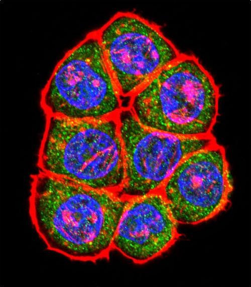 TBP Antibody in Immunocytochemistry (ICC/IF)