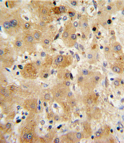 Transthyretin Antibody in Immunohistochemistry (Paraffin) (IHC (P))