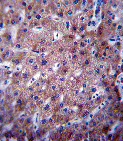 CYP2C19 Antibody in Immunohistochemistry (Paraffin) (IHC (P))