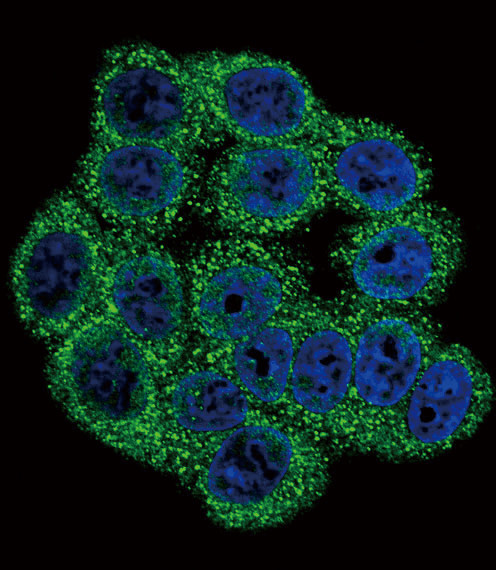 INHA Antibody in Immunocytochemistry (ICC/IF)