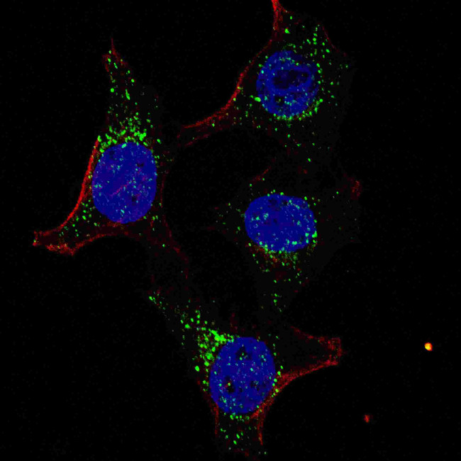 PDK4 Antibody in Immunocytochemistry (ICC/IF)