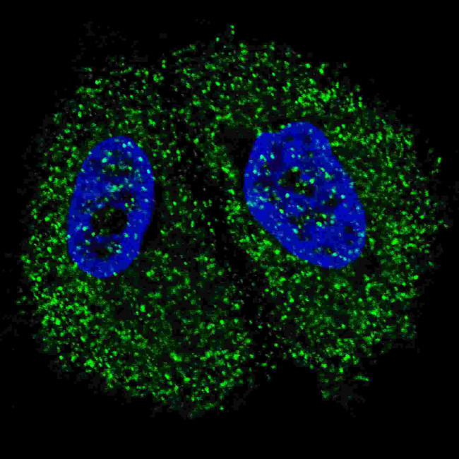 PKM2 Antibody in Immunocytochemistry (ICC/IF)