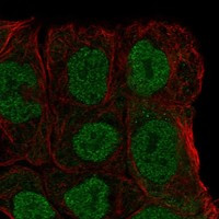 MGAT4B Antibody in Immunocytochemistry (ICC/IF)