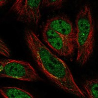 LEPREL1 Antibody in Immunocytochemistry (ICC/IF)