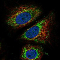 BRCAA1 Antibody in Immunocytochemistry (ICC/IF)