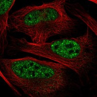 ZFAND6 Antibody in Immunocytochemistry (ICC/IF)