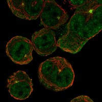 ASIC4 Antibody in Immunocytochemistry (ICC/IF)