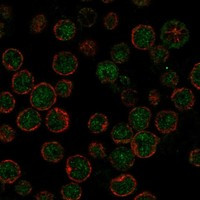 APOBEC3H Antibody in Immunocytochemistry (ICC/IF)