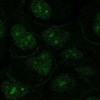 OR1N2 Antibody in Immunocytochemistry (ICC/IF)