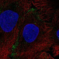 Aquaporin 10 Antibody in Immunocytochemistry (ICC/IF)