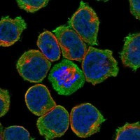 KELL Antibody in Immunocytochemistry (ICC/IF)