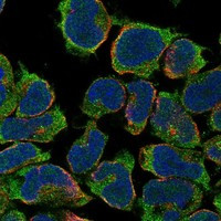 SNTG2 Antibody in Immunocytochemistry (ICC/IF)