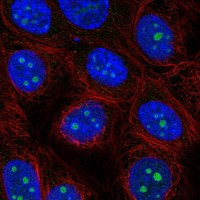 ODF3L2 Antibody in Immunocytochemistry (ICC/IF)