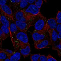 DIO3 Antibody in Immunocytochemistry (ICC/IF)