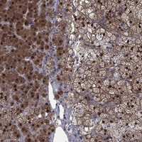 IAH1 Antibody in Immunohistochemistry (Paraffin) (IHC (P))