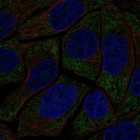 HECA Antibody in Immunocytochemistry (ICC/IF)