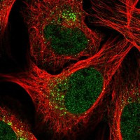 EPC1 Antibody in Immunocytochemistry (ICC/IF)