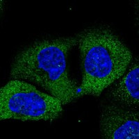 GANC Antibody in Immunocytochemistry (ICC/IF)