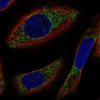 NYAP2 Antibody in Immunocytochemistry (ICC/IF)