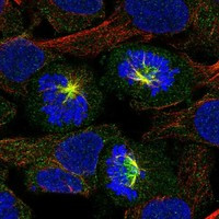 FAM83D Antibody in Immunocytochemistry (ICC/IF)