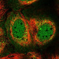 BarX2 Antibody in Immunocytochemistry (ICC/IF)