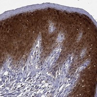 GLTP Antibody in Immunohistochemistry (Paraffin) (IHC (P))