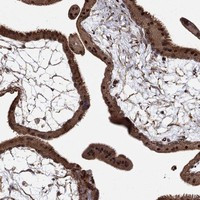 Adrenomedullin Antibody in Immunohistochemistry (Paraffin) (IHC (P))