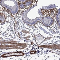 Perlecan Antibody in Immunohistochemistry (Paraffin) (IHC (P))