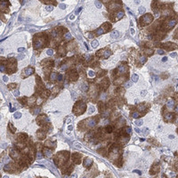 MYO3A Antibody in Immunohistochemistry (Paraffin) (IHC (P))