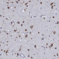 TMEM59 Antibody in Immunohistochemistry (Paraffin) (IHC (P))