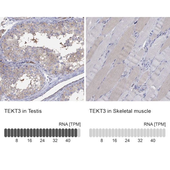 TEKT3 Antibody in Immunohistochemistry (Paraffin) (IHC (P))