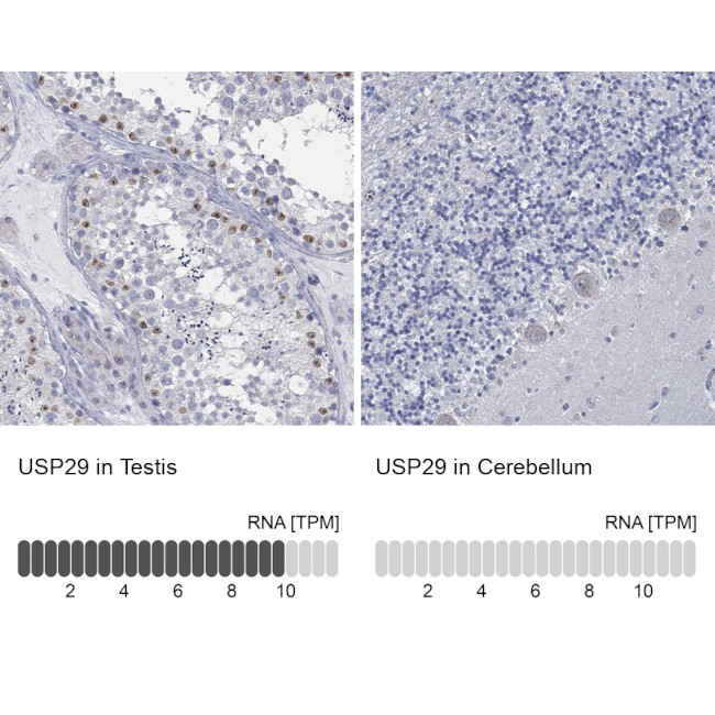 USP29 Antibody in Immunohistochemistry (Paraffin) (IHC (P))