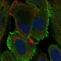 OCM2 Antibody in Immunocytochemistry (ICC/IF)