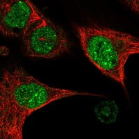 BDP1 Antibody in Immunocytochemistry (ICC/IF)