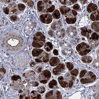 HTN1 Antibody in Immunohistochemistry (Paraffin) (IHC (P))