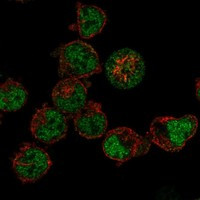 BDP1 Antibody in Immunocytochemistry (ICC/IF)