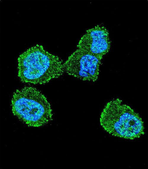 LKB1 Antibody in Immunocytochemistry (ICC/IF)