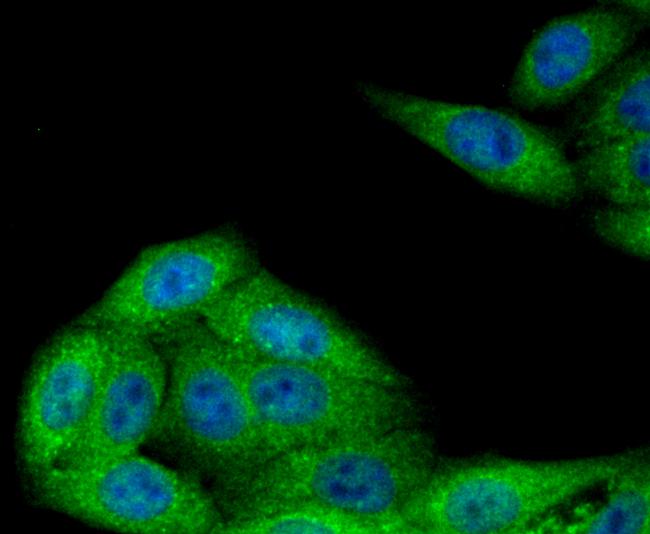 NSUN4 Antibody in Immunocytochemistry (ICC/IF)