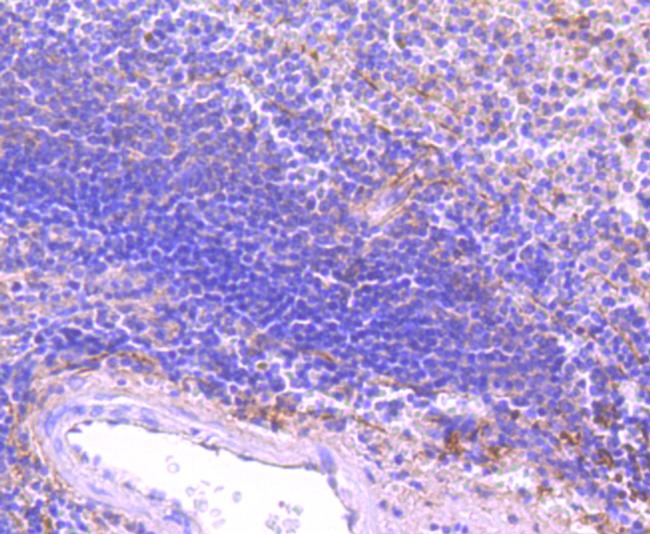 FPR1 Antibody in Immunohistochemistry (Paraffin) (IHC (P))