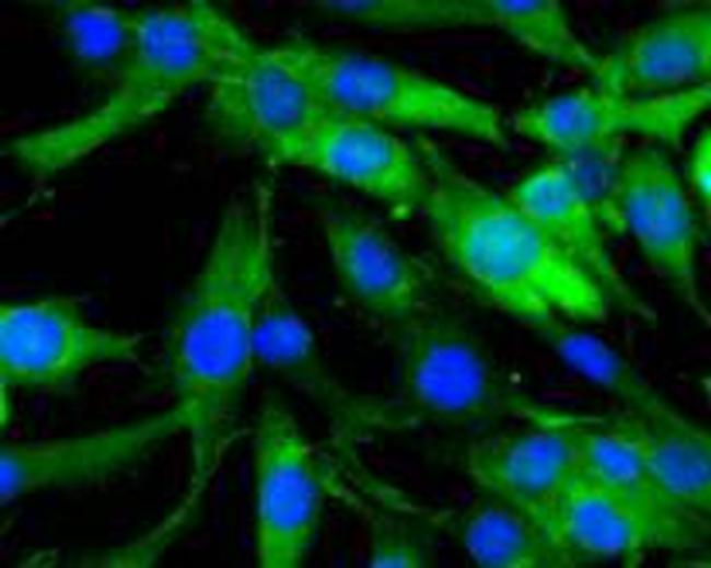 Beclin 1 Antibody in Immunocytochemistry (ICC/IF)