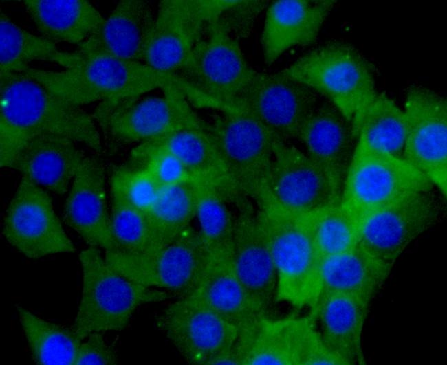 HSP90 alpha Antibody in Immunocytochemistry (ICC/IF)