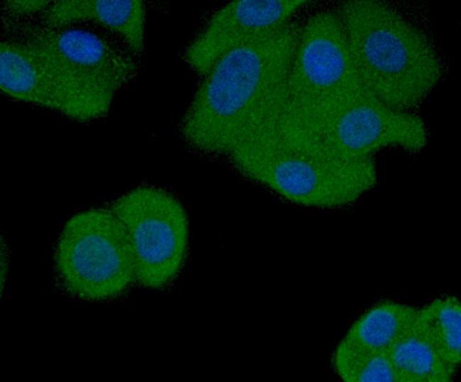 MCL-1 Antibody in Immunocytochemistry (ICC/IF)