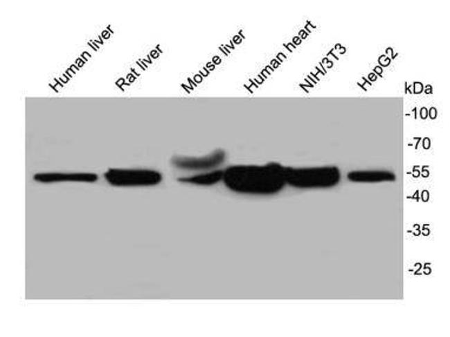 UGP2 Antibody in Western Blot (WB)