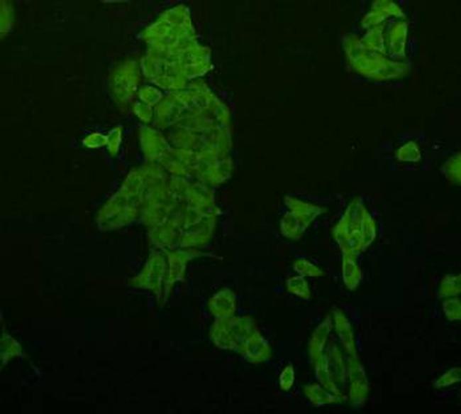 SRC Antibody in Immunocytochemistry (ICC/IF)