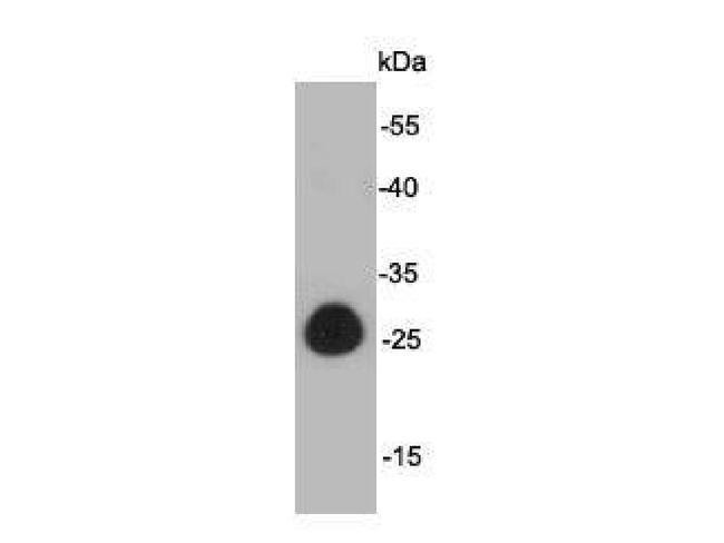 GFP Antibody in Western Blot (WB)