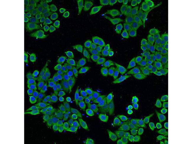 CDw293 Antibody in Immunocytochemistry (ICC/IF)