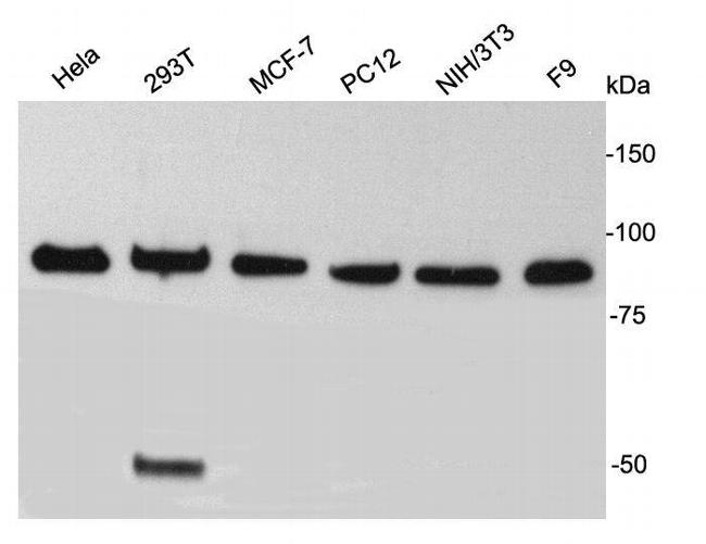 TBX3 Antibody in Western Blot (WB)